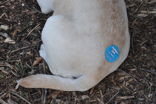 Goldie gets a tramp stamp